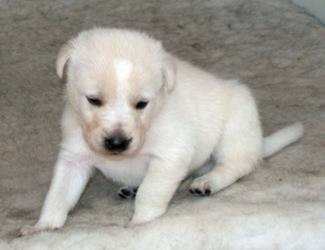 Sleepy puppy