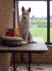 On his favourite perch!
