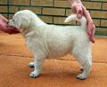 3 WEEKS OLD
