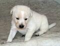 SLEEPY PUPPY.....3 WEEKS