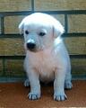 LITTLE ANGEL.....4 WEEKS OLD