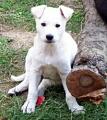 POSER.....7 WEEKS
