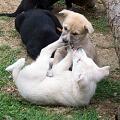 DEZI AND SANDY