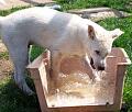 COOLING OFF.....12 WEEKS