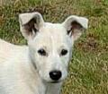 EARS NEARLY UP.....8 WEEKS
